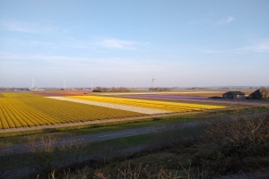 tulpenfelder